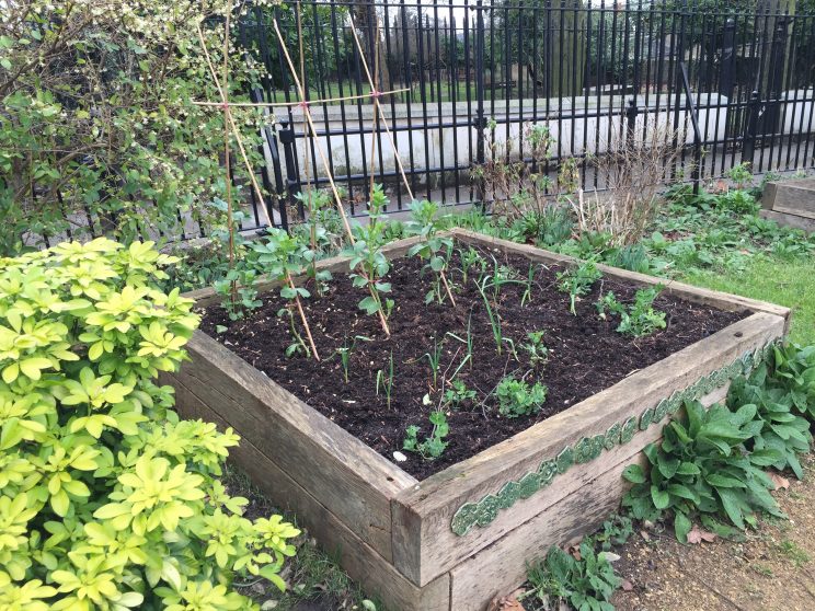 My little veg bed in the community garden already has Vicia faba 'Aquadulce Claudia' in flower