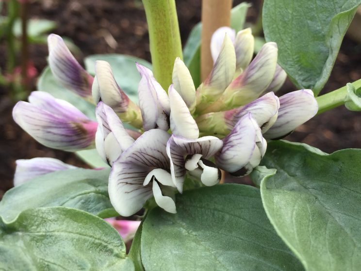 Vicia faba 'Aquadulce Claudia' flowers