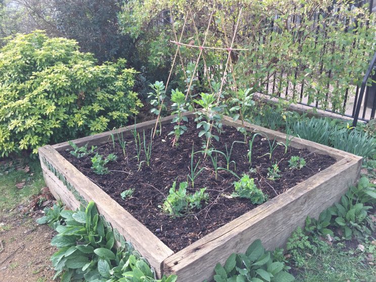 My raised bed has suddenly sprung into action in the growing warmth and light. It has been very dry recently here though.