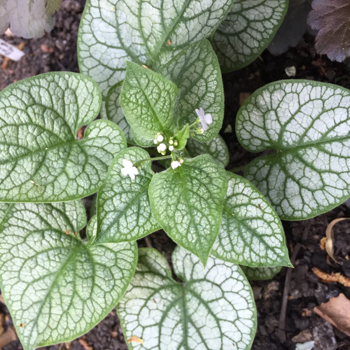 Brunnera macrophylla 'Mr Morse'