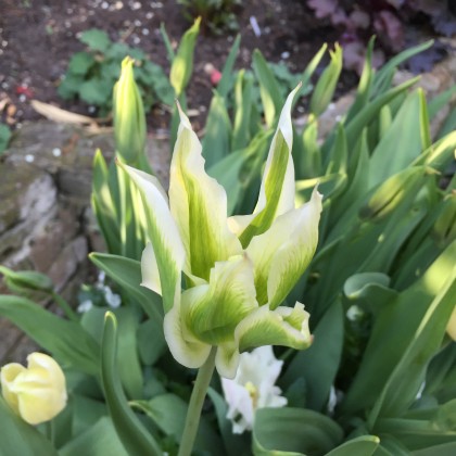 Tulipa 'Green Star'