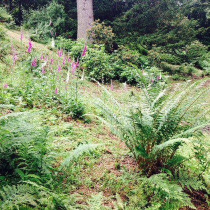 Ferns smother the Pinetum and woodland areas