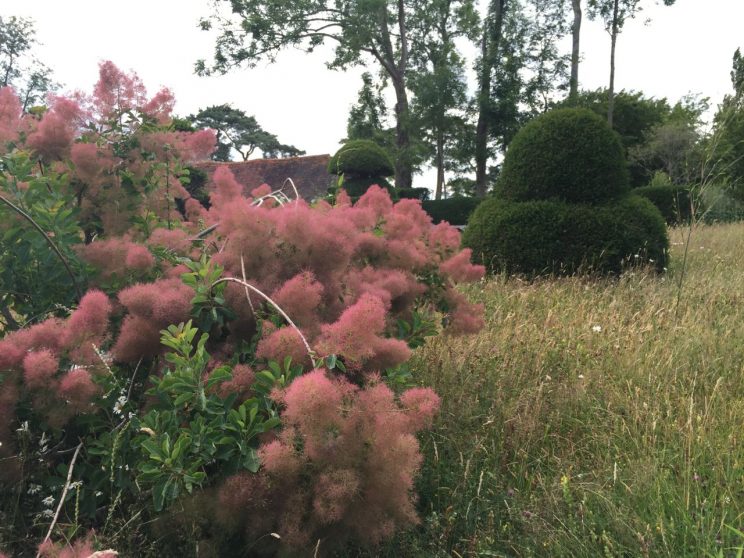 Great Dixter, July 2015