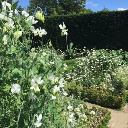 Sissinghurst's famous white garden