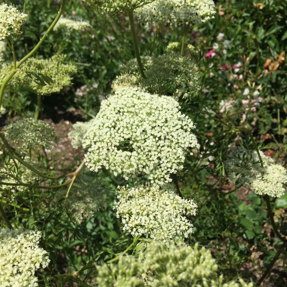 sissinghurst09