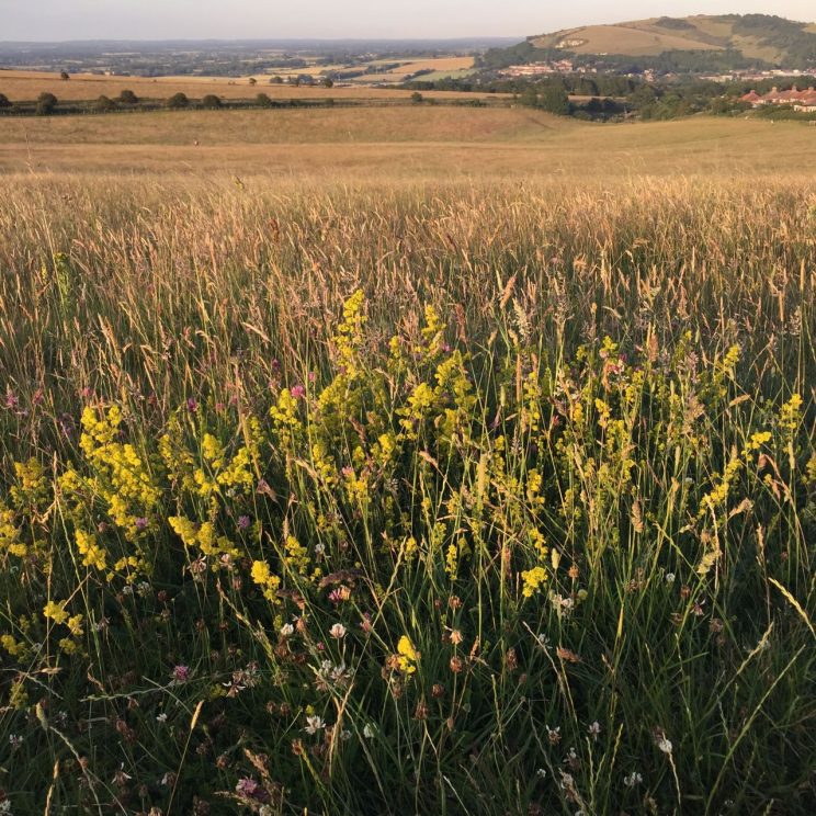 South downs sussex