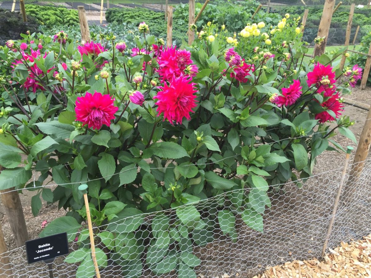 Dahlia 'Jacondo' in the RHS Trial Field at RHS Wisley.