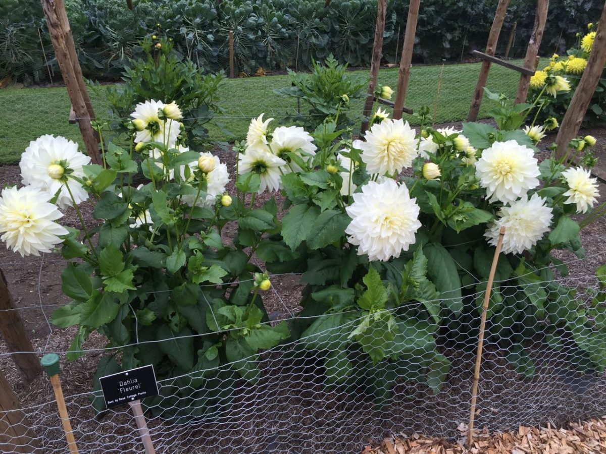 national-dahlia-collection-rhs-wisley-201507