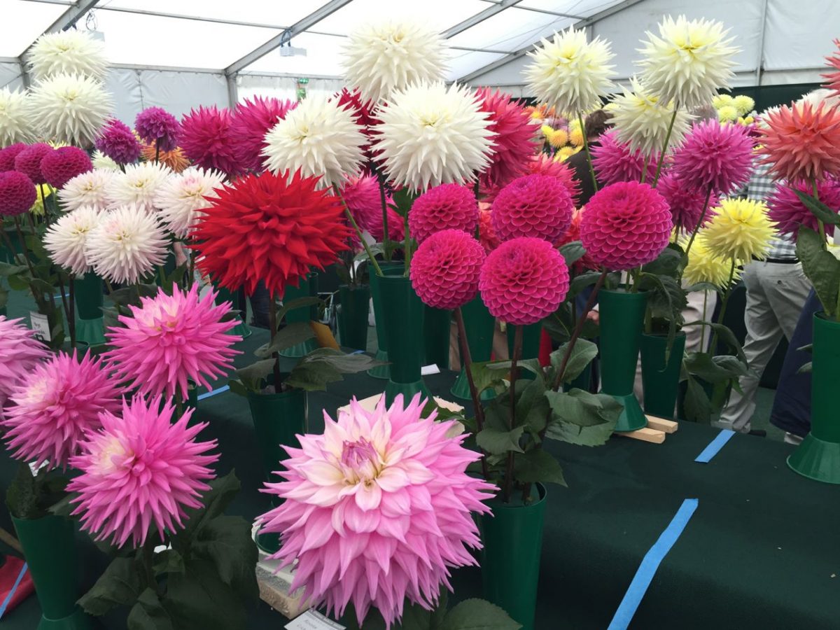 national-dahlia-collection-rhs-wisley-201508