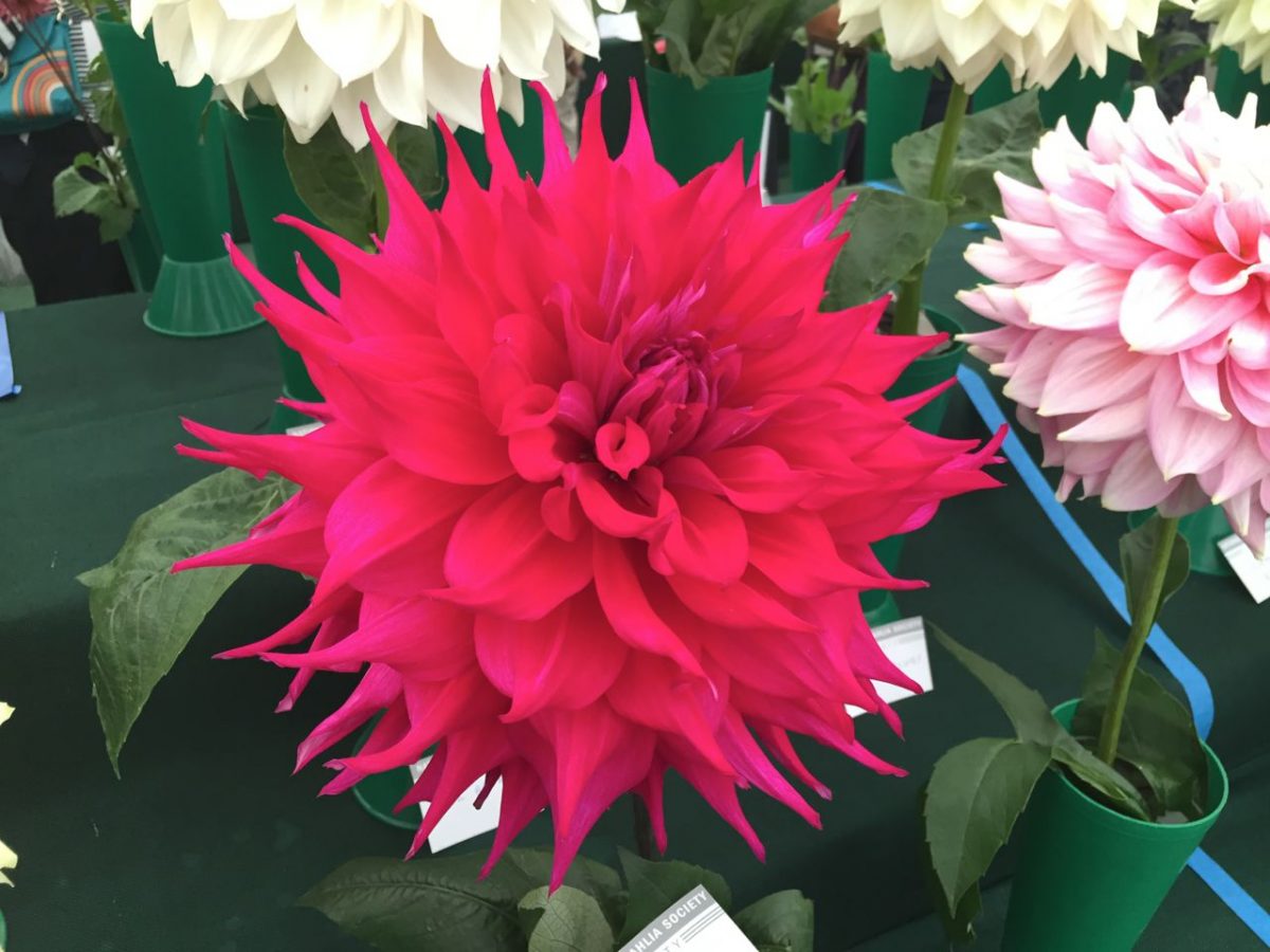 national-dahlia-collection-rhs-wisley-201514