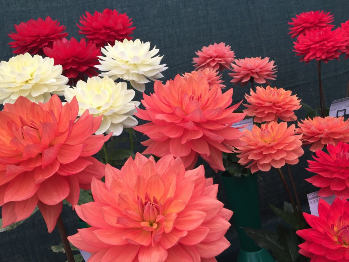 Waterlily Dahlias look out of this world.
