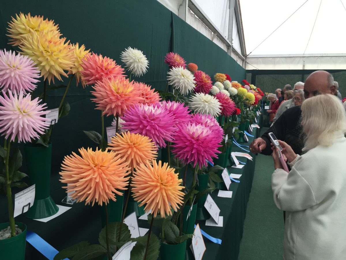 national-dahlia-collection-rhs-wisley-201519