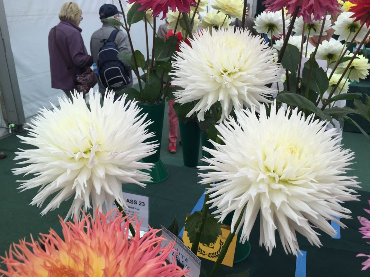 national-dahlia-collection-rhs-wisley-201526