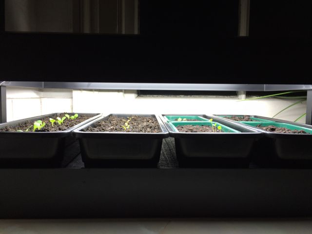 The first signs of life in mid-winter - it's working!