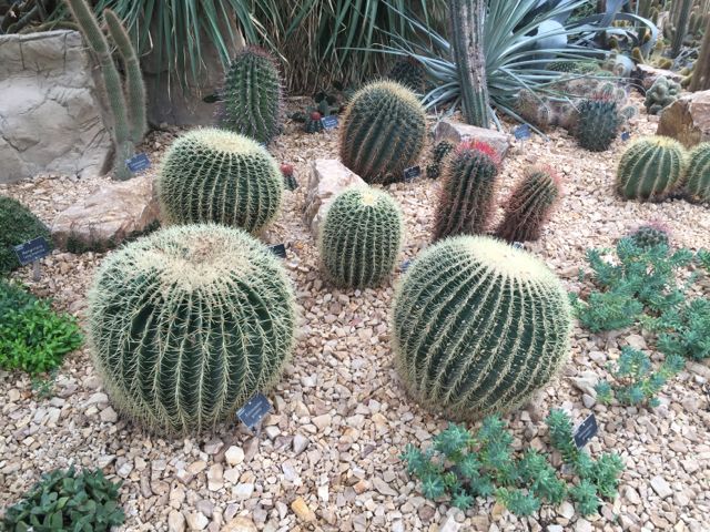 rhs-wisley-september-flower-show01