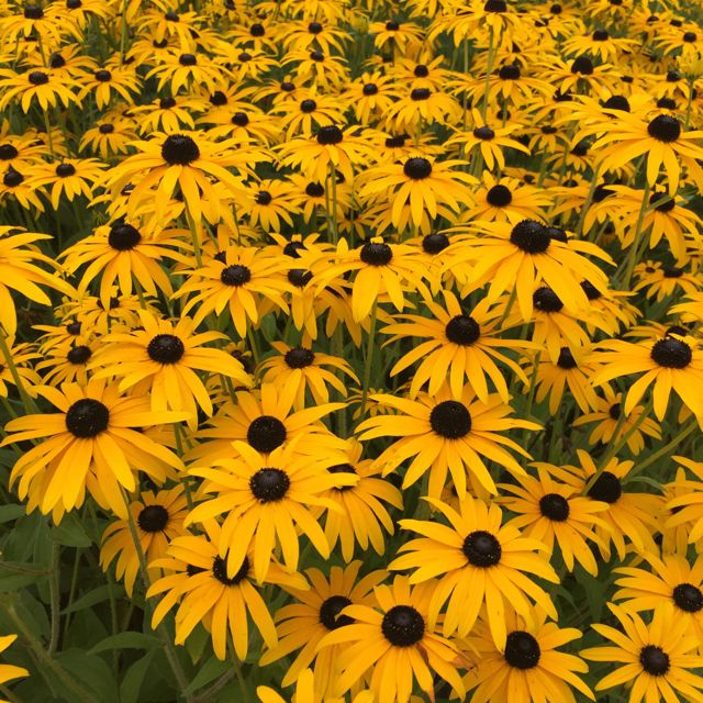 rhs-wisley-september-flower-show10