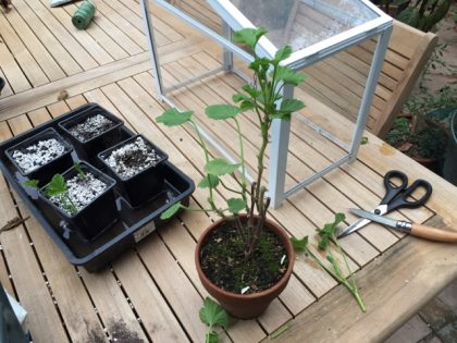 Step one: approach your victim (here Pelargonium 'Lord Bute')