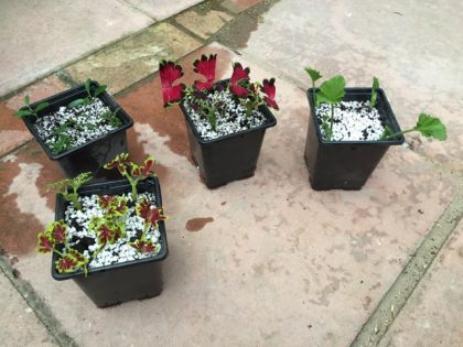 Step four: add to free draining, sterile growing media. In a few weeks, hopefully they will start growing and you know there are roots below ground.