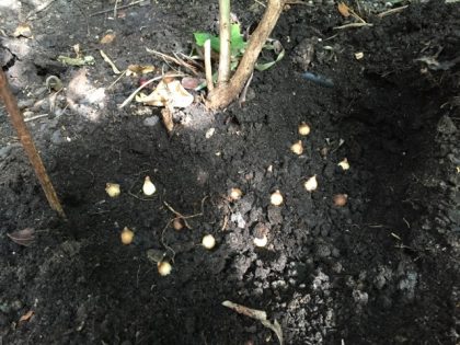 galanthus-nivalis-bulbs-planting - 1
