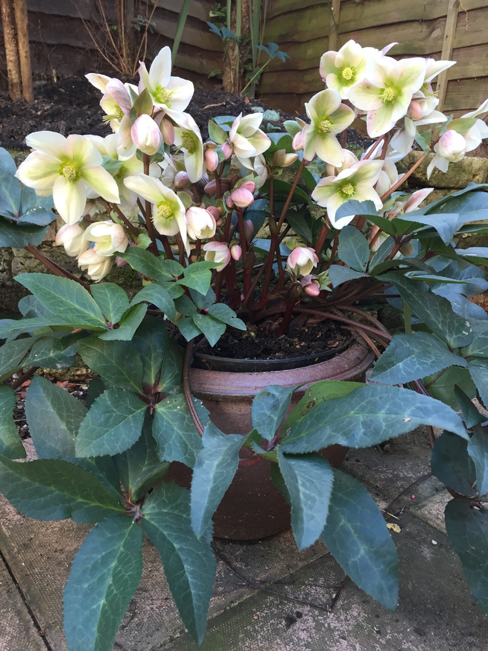 Helleborus x hybridus 'Ivory Prince'