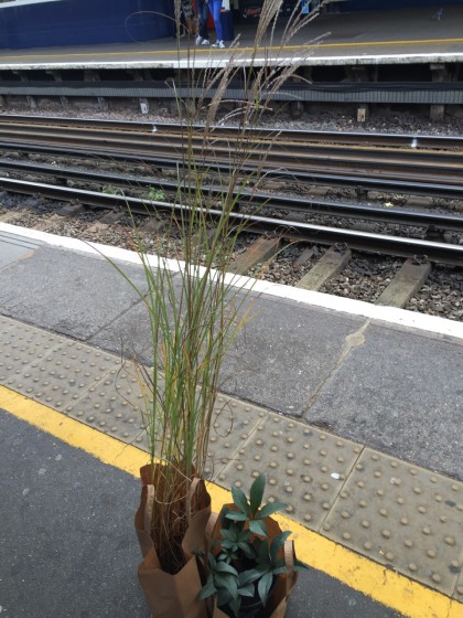 Miscanthus sinensis 'Gracillimus' and Helleborus x nigercors 'White Beauty'