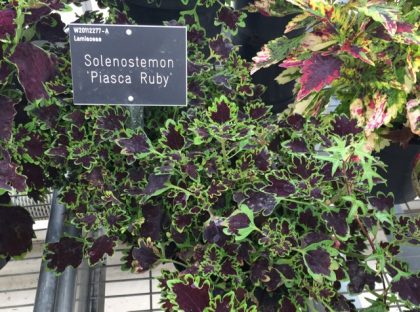 Solenostemon 'Piasca Ruby' - less eye candy, more interesting for more tasteful borders perhaps