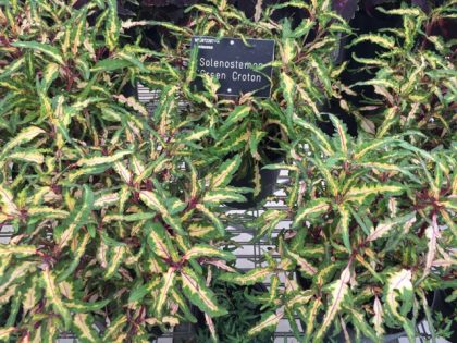 Solenostemon 'Green Croton' - with unusually shaped leaves