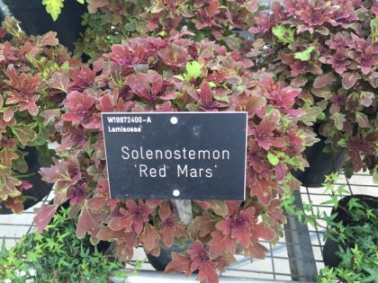 Solenostemon 'Red Mars' - lovely, subtler foliage