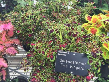 Solenostemon 'Fire Fingers' - a bit of razzle dazzle from those fire fingers. I think some of my seedlings must be this cultivar.