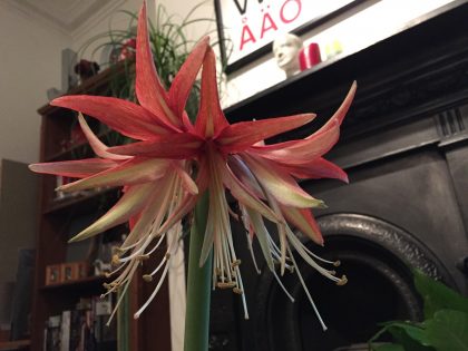 hippeastrum-cybister-sumatra - 1