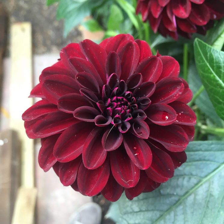 Dahlia 'Fidalgo Blacky'