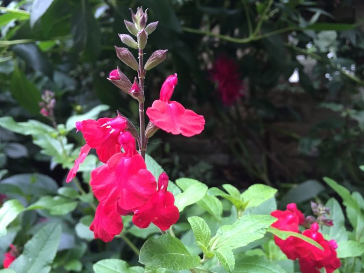 Salvia microphylla 'Cerro Potosi'