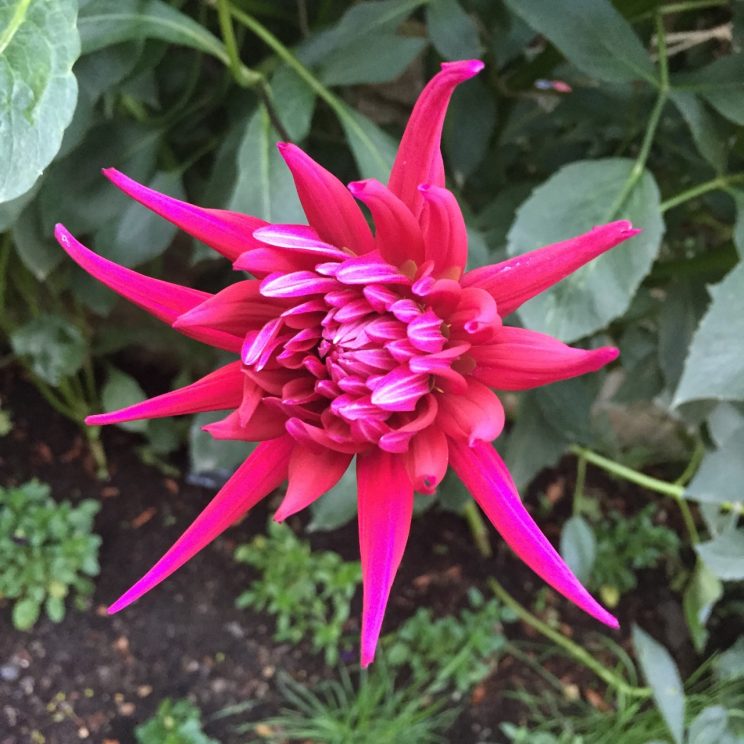 Dahlia 'Hillcrest Royal'