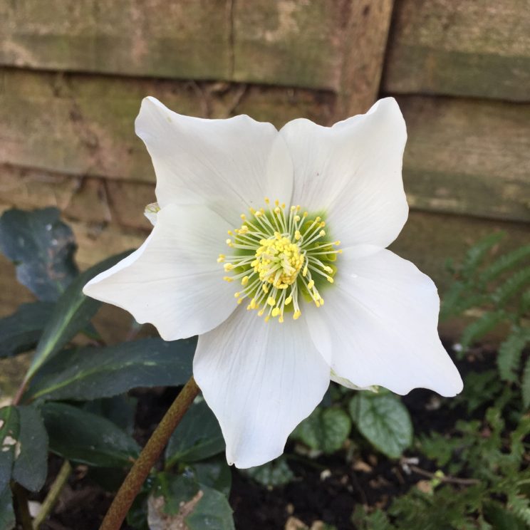 Helleborus niger