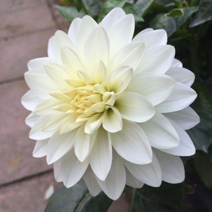 Dahlia 'Gallery Art Fair'