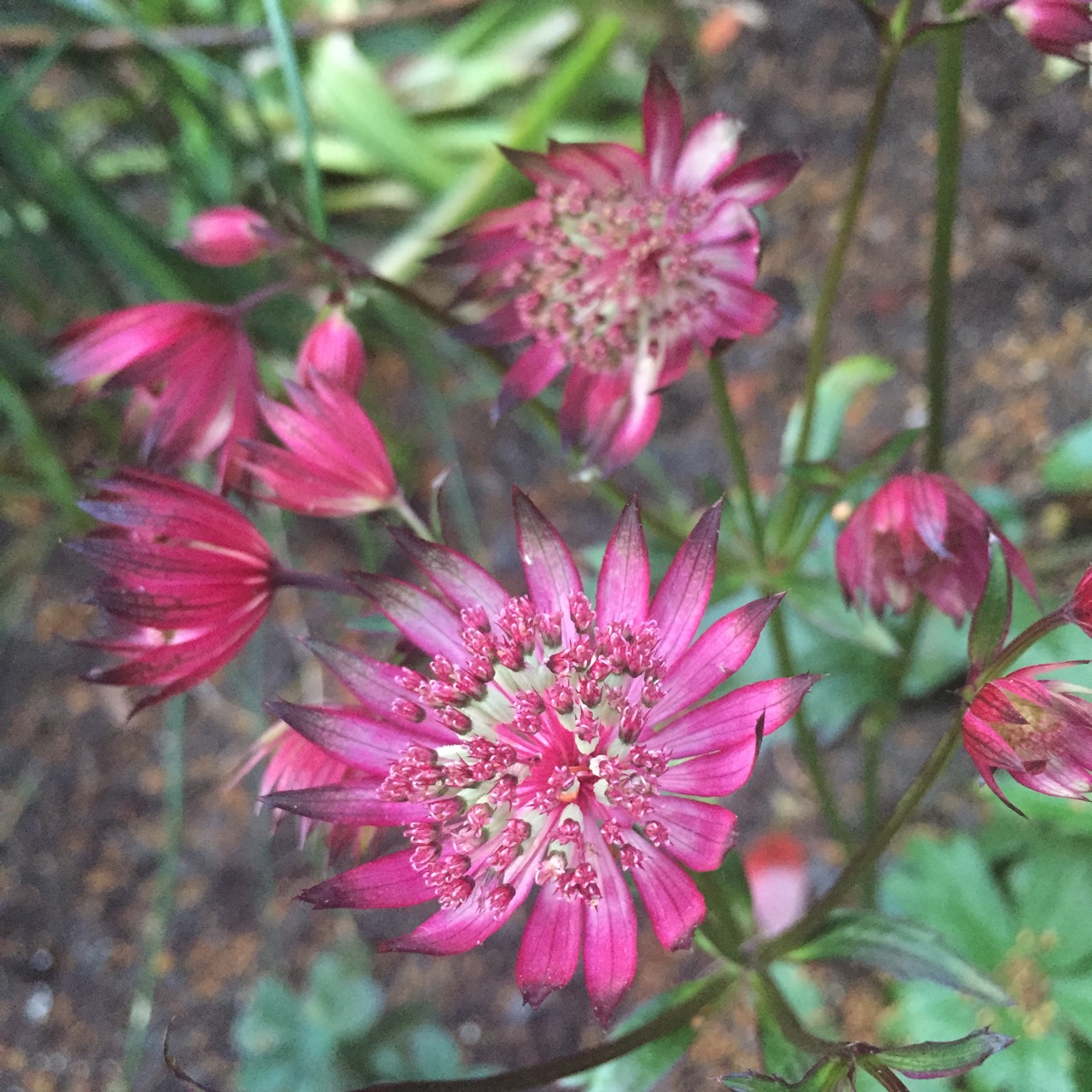 Astrantia major 'Ruby'