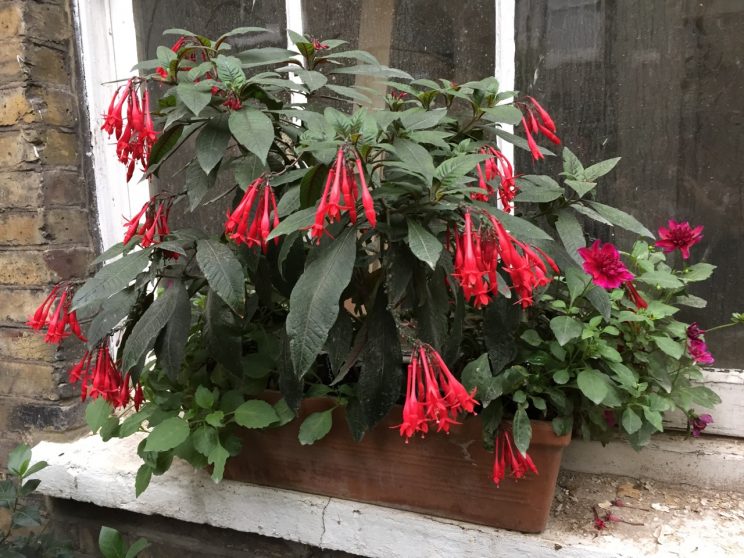 Fuchsia triphylla 'Mary'