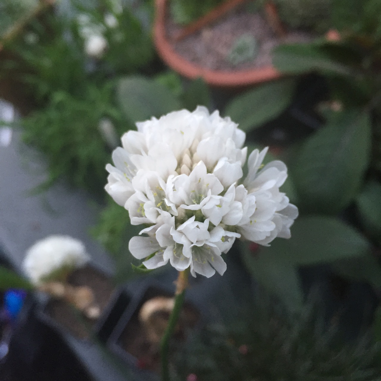 Armeria maritima 'Alba'