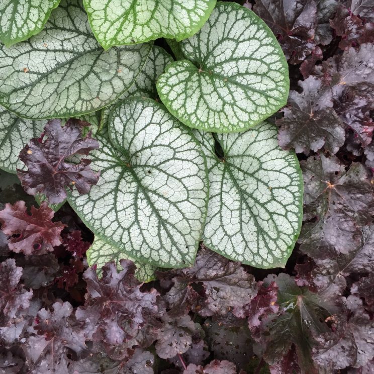 Heuchera 'Licorice'