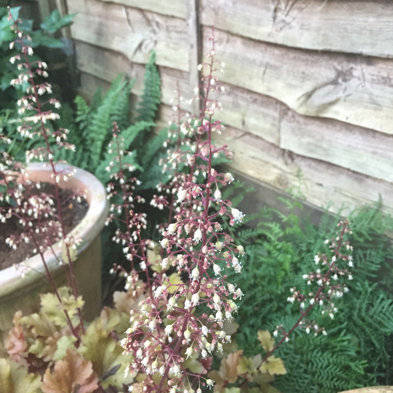 Heuchera 'Marmalade'