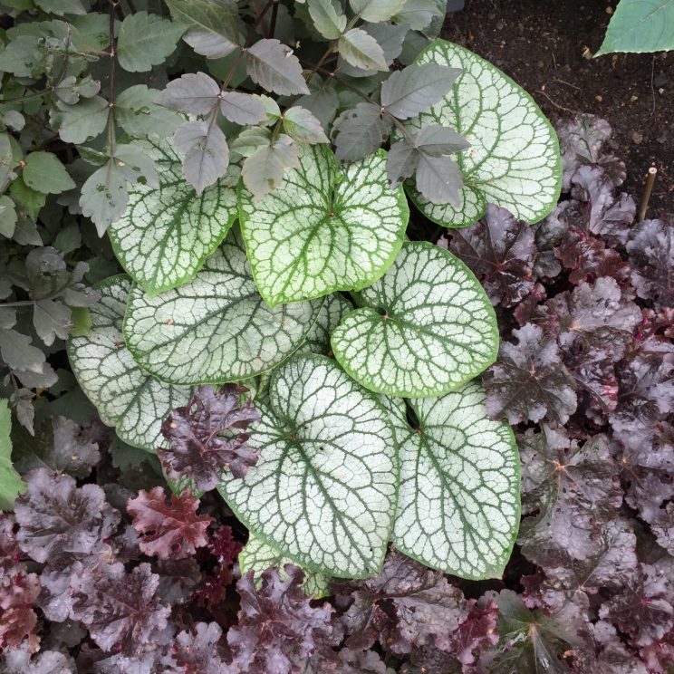 Brunnera macrophylla 'Mr Morse'