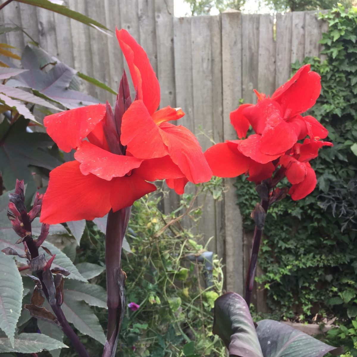 Canna indica 'Assaut'