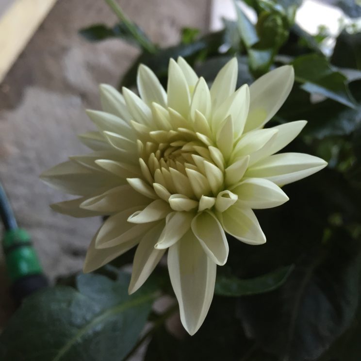 Dahlia 'Gallery Art Fair'