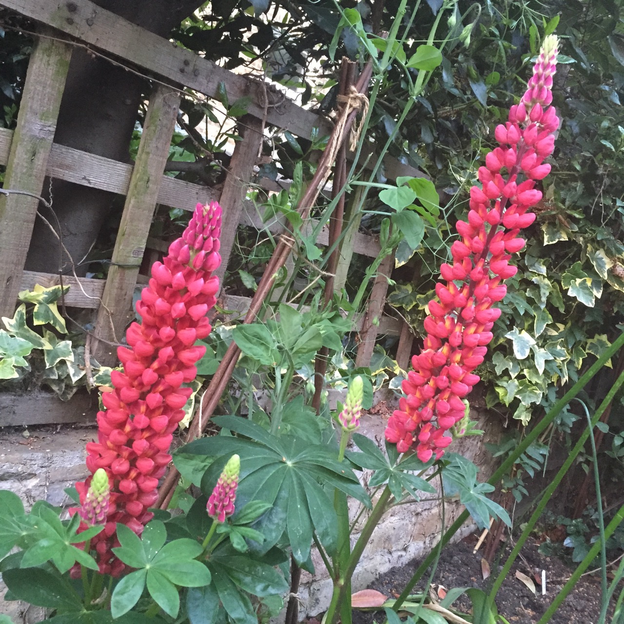 Lupinus 'The Pages'