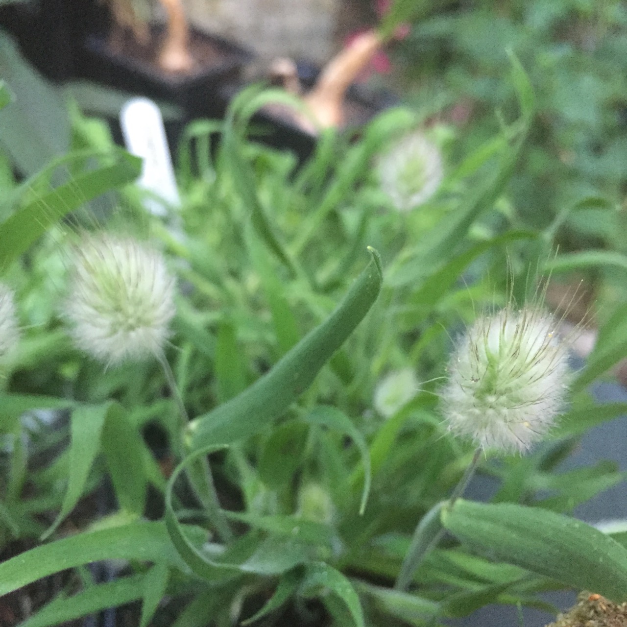 Lagurus ovatus