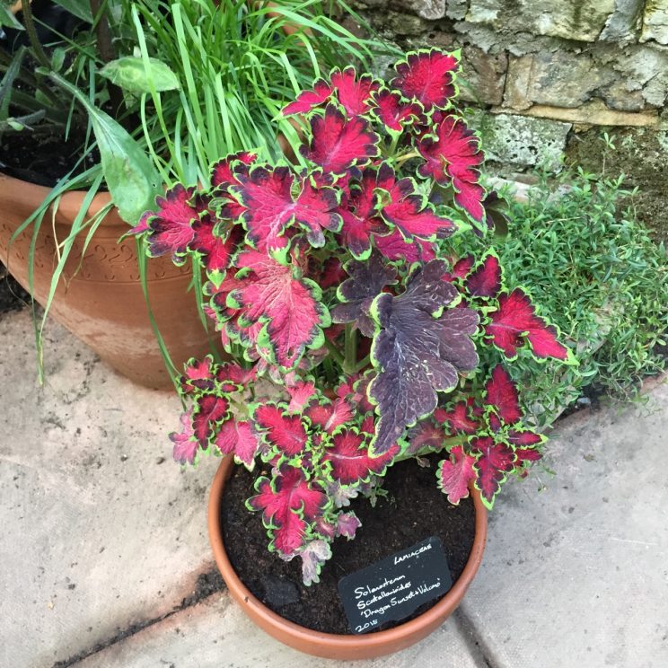 Solenostemon scutellarioides 'Dragon Sunset & Volcano Mix'