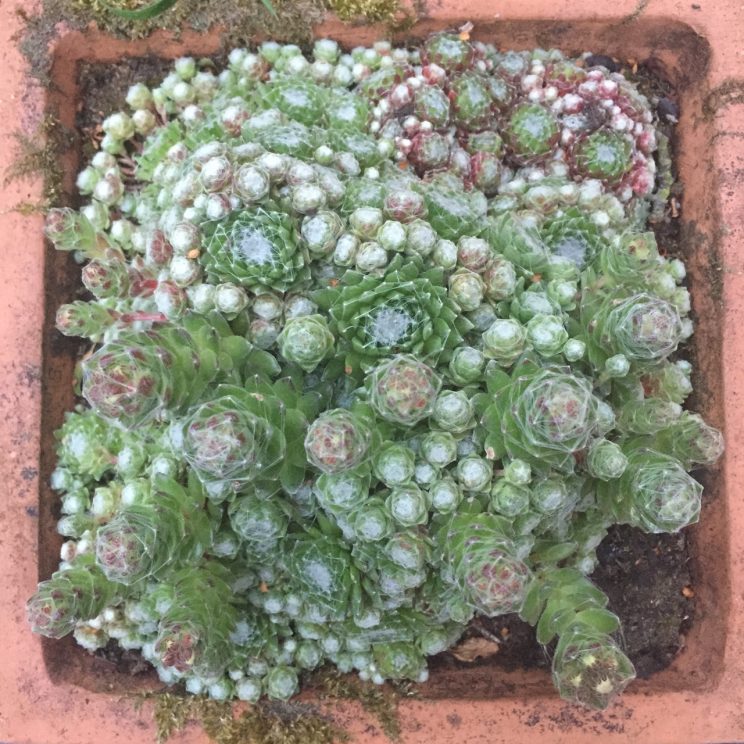 Sempervivum arachnoideum