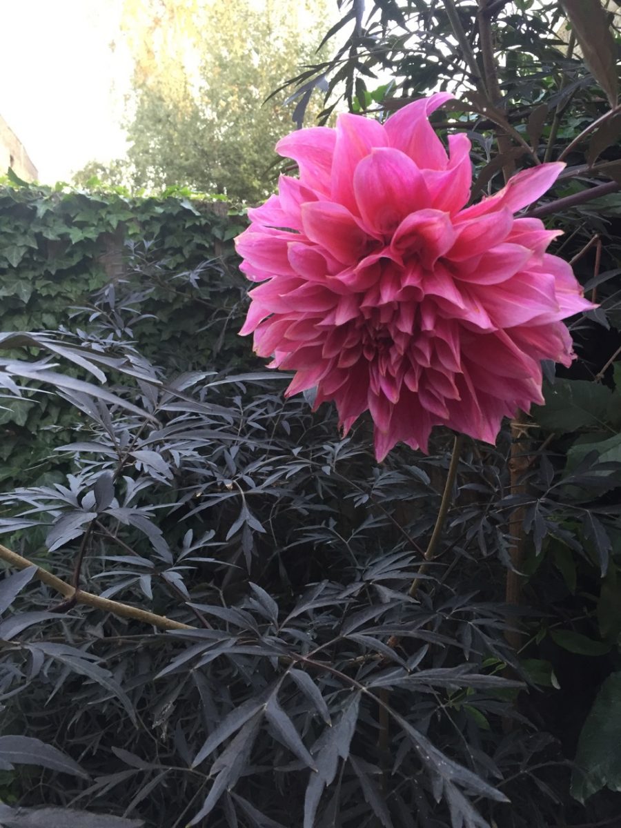 Sambucus and dahlia