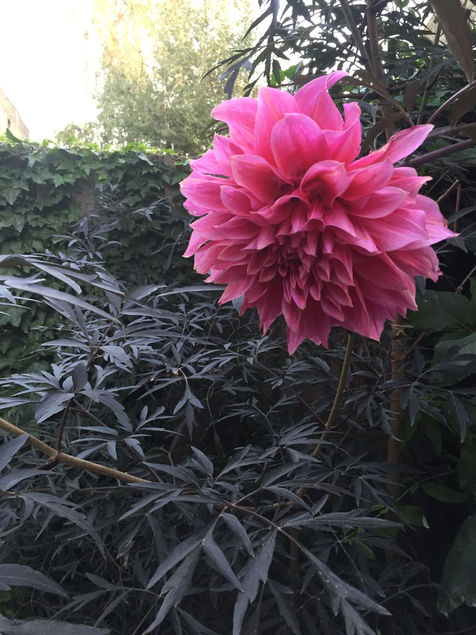 Dahlia 'Emory Paul'