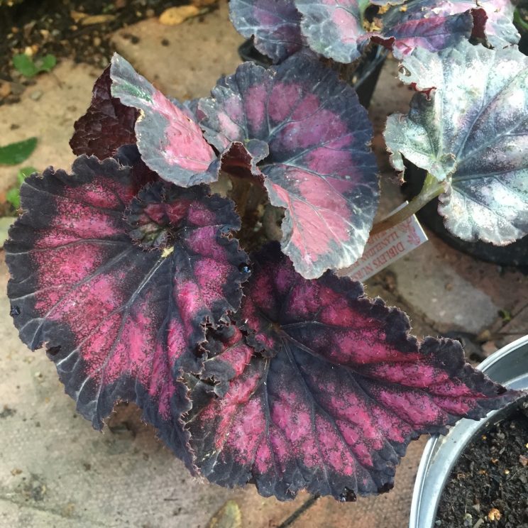 Begonia rex 'Razzmatazz